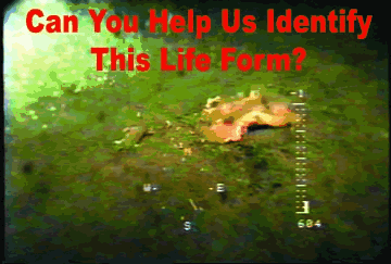 Help Us Indentify This Life Form